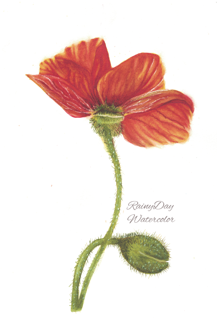 Learning Something New — Finding Calm Through Watercolor