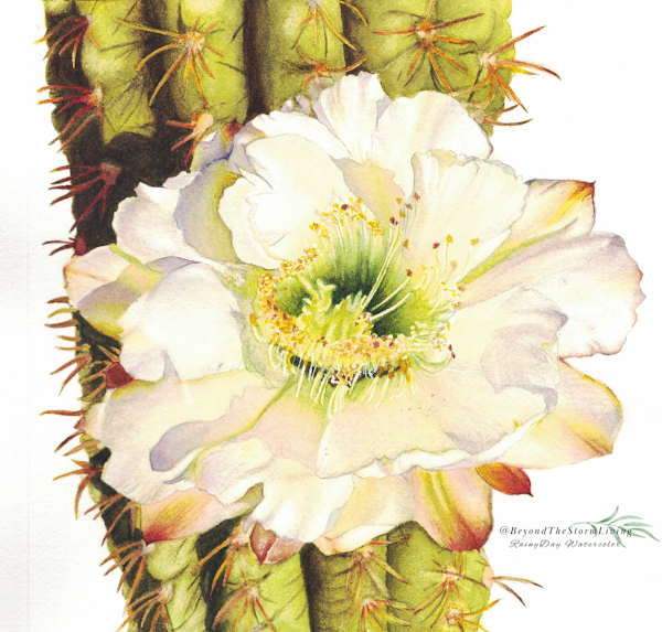 Cactus Blossom