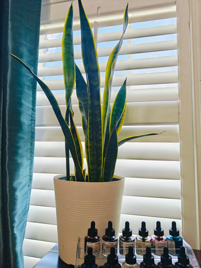 Snake Plant for cozy vibes and clean air